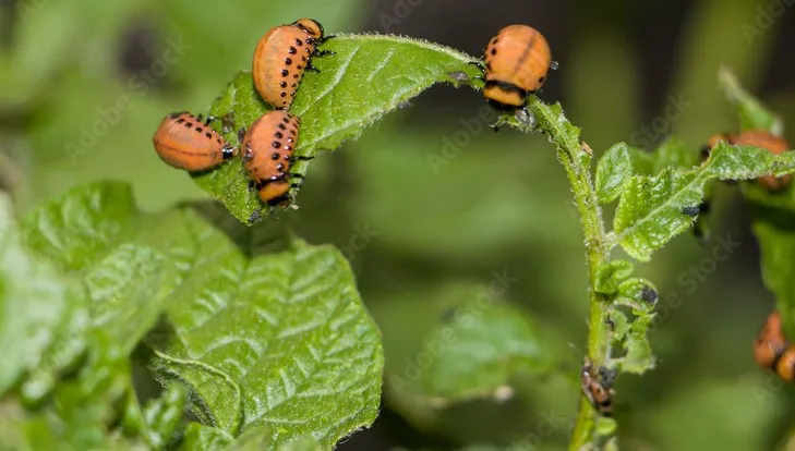 Colorado Potato Beetle