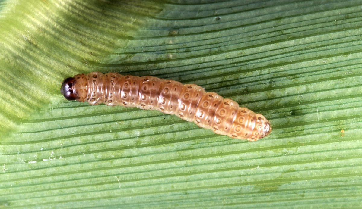 Corn Borer 