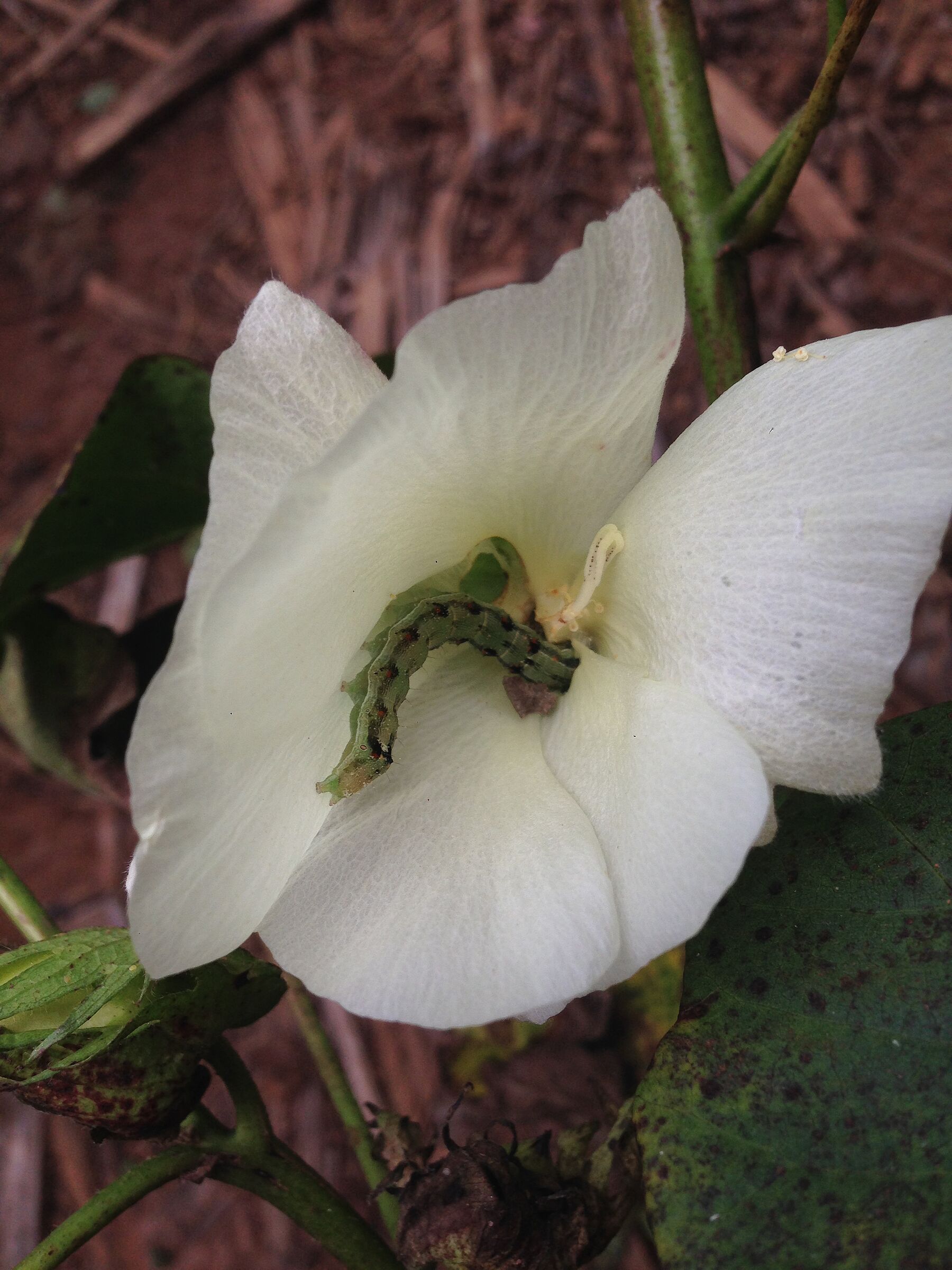 Cotton Bollworm