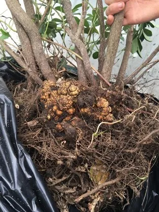 Crown Gall Disease