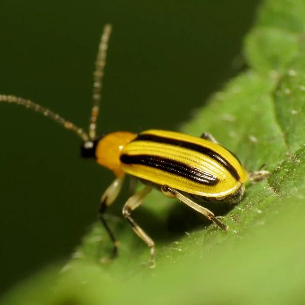 Cucumber Beetle