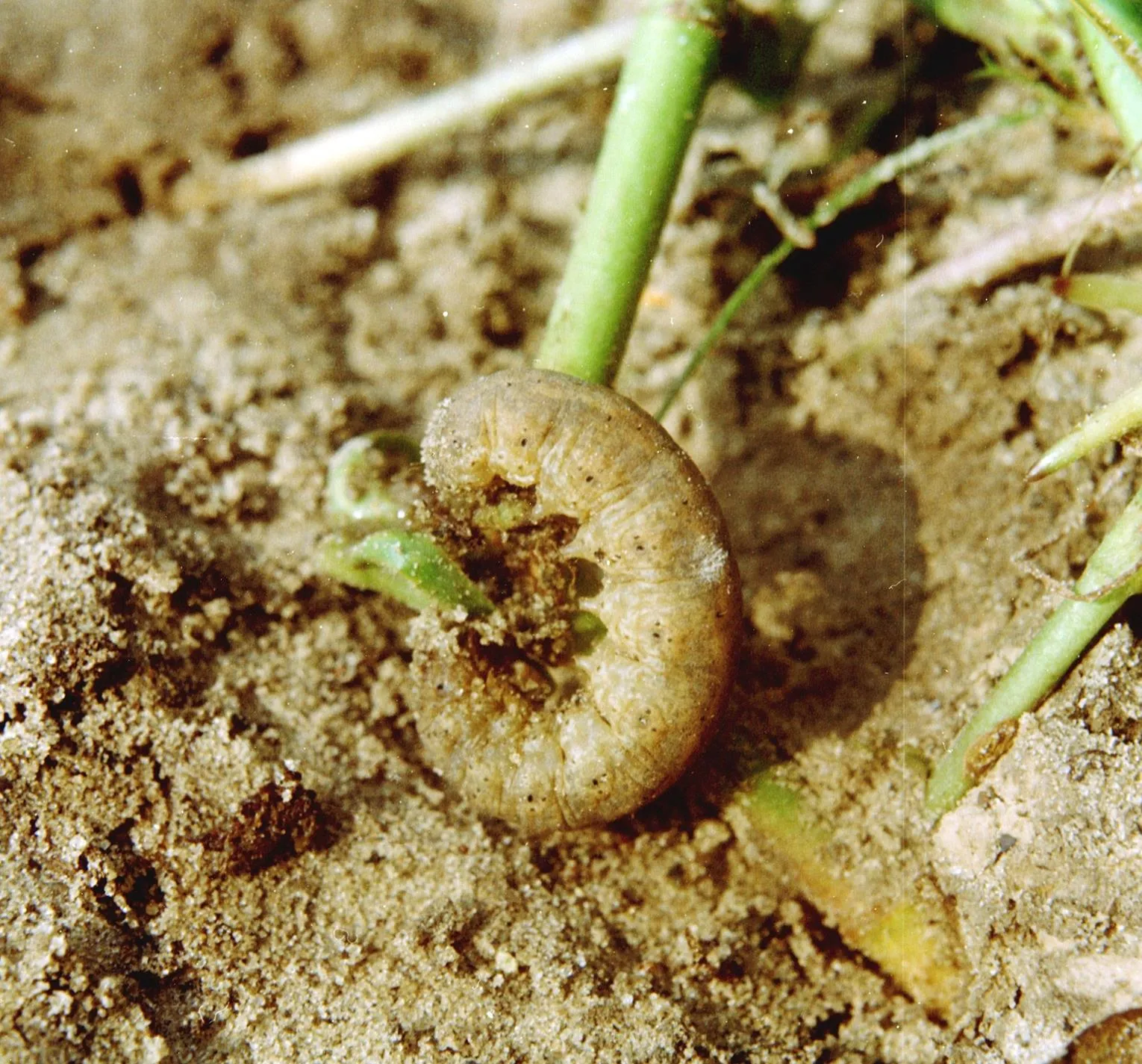Cutworm Pest 