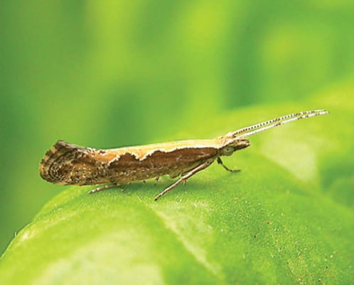 Diamondback Moth