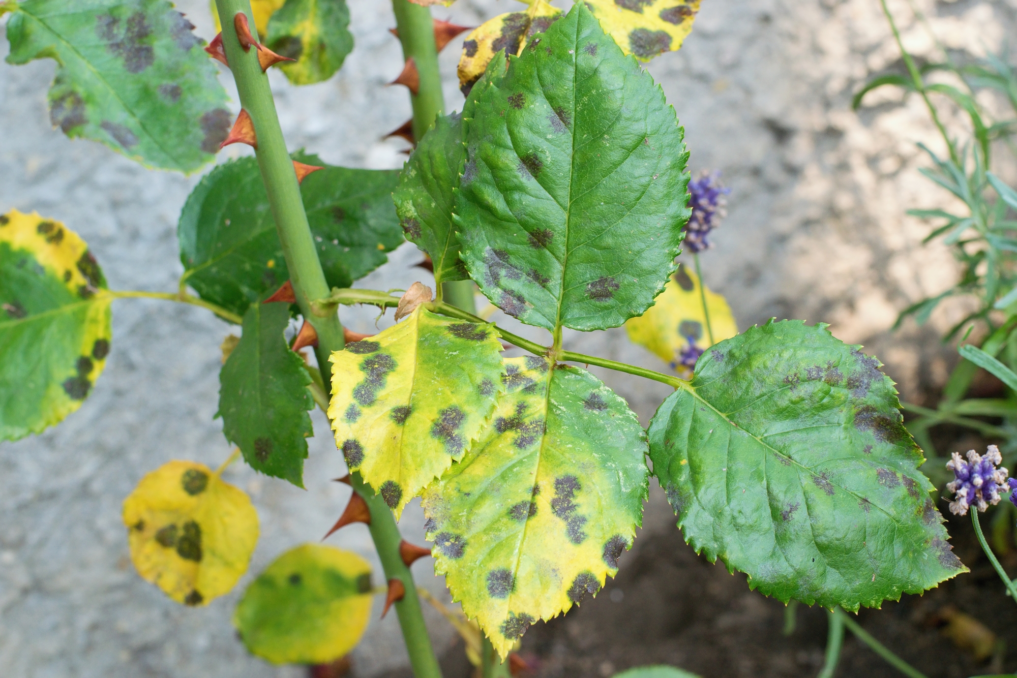 plant diseases plant diseases