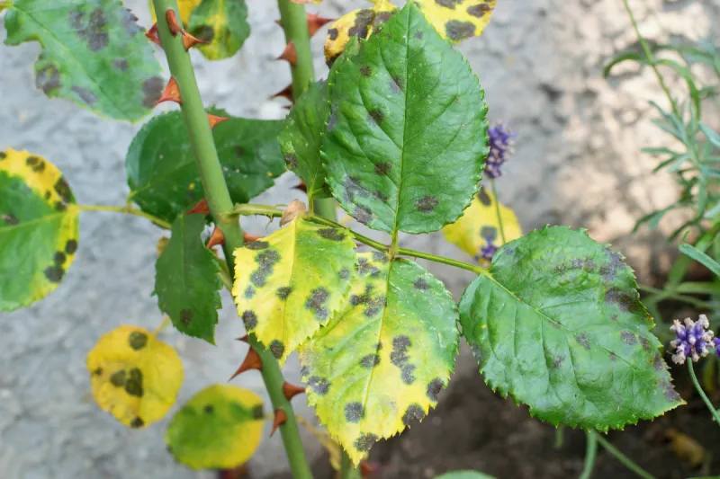 Downy Mildew Disease