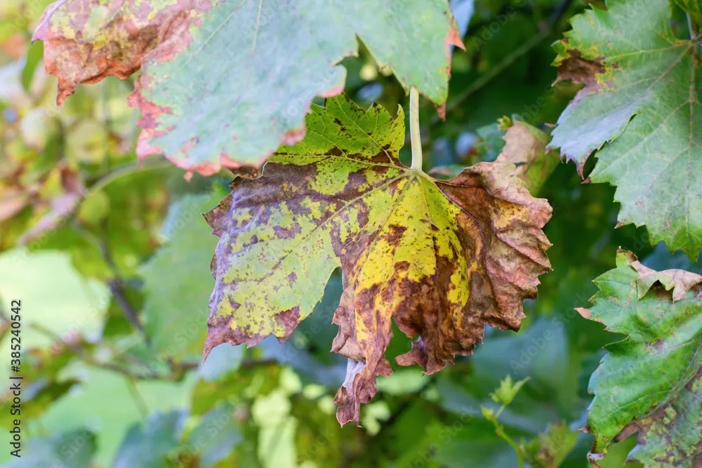 Grape Downy Mildew