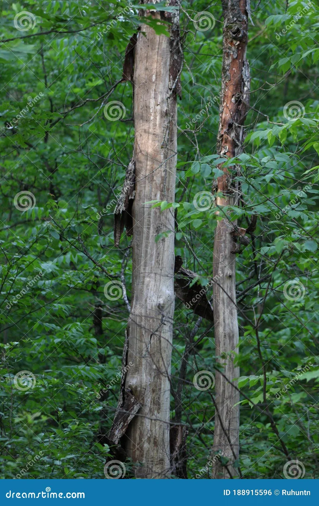 Dutch Elm Disease