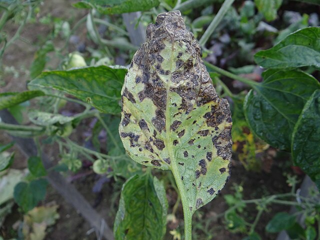 Early Blight