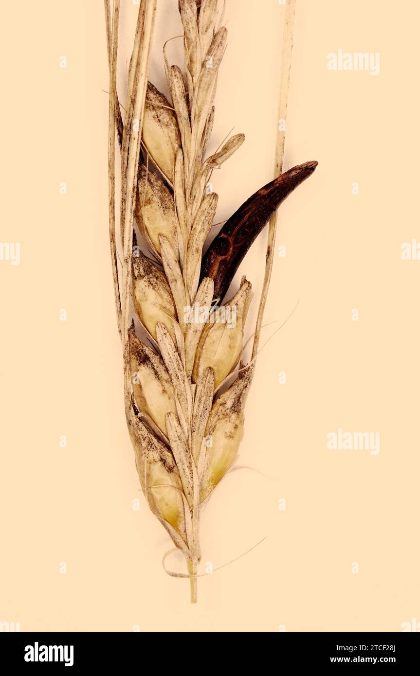 Ergot