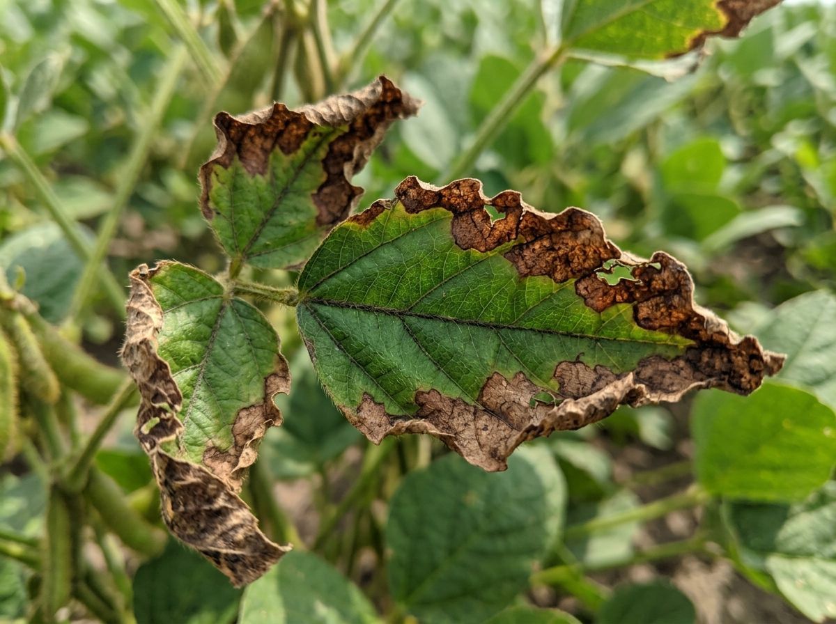 Chemical Fertilizer Burn