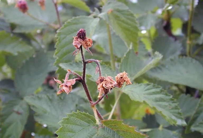 Fire Blight