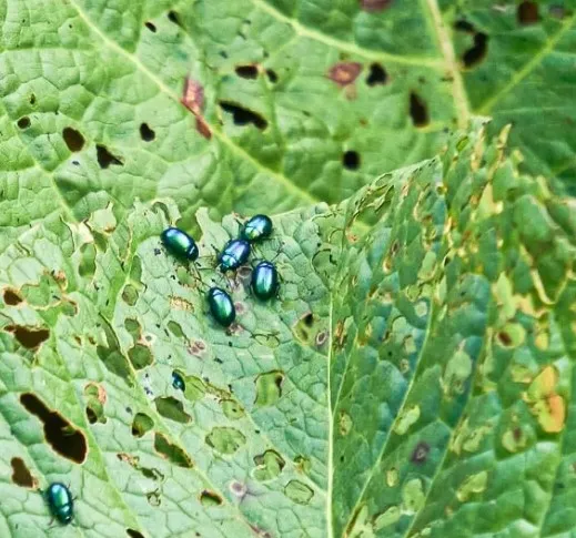 Flea Beetle