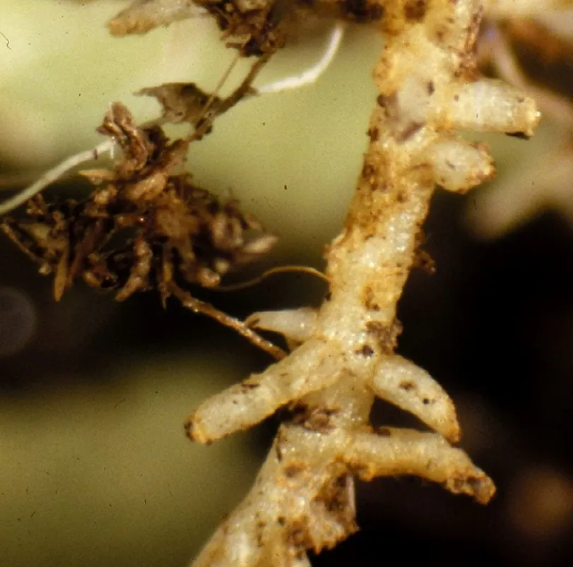 Fungus Gnat