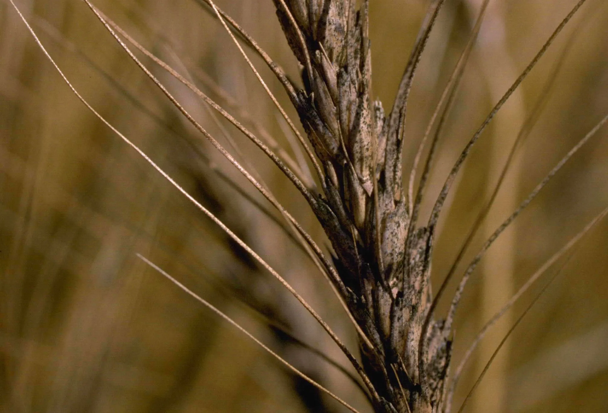 Fusarium Head Blight (Scab)