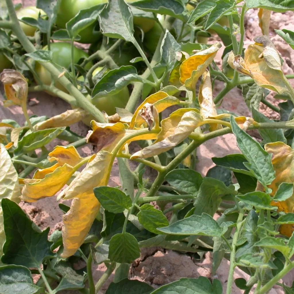 Fusarium Wilt 