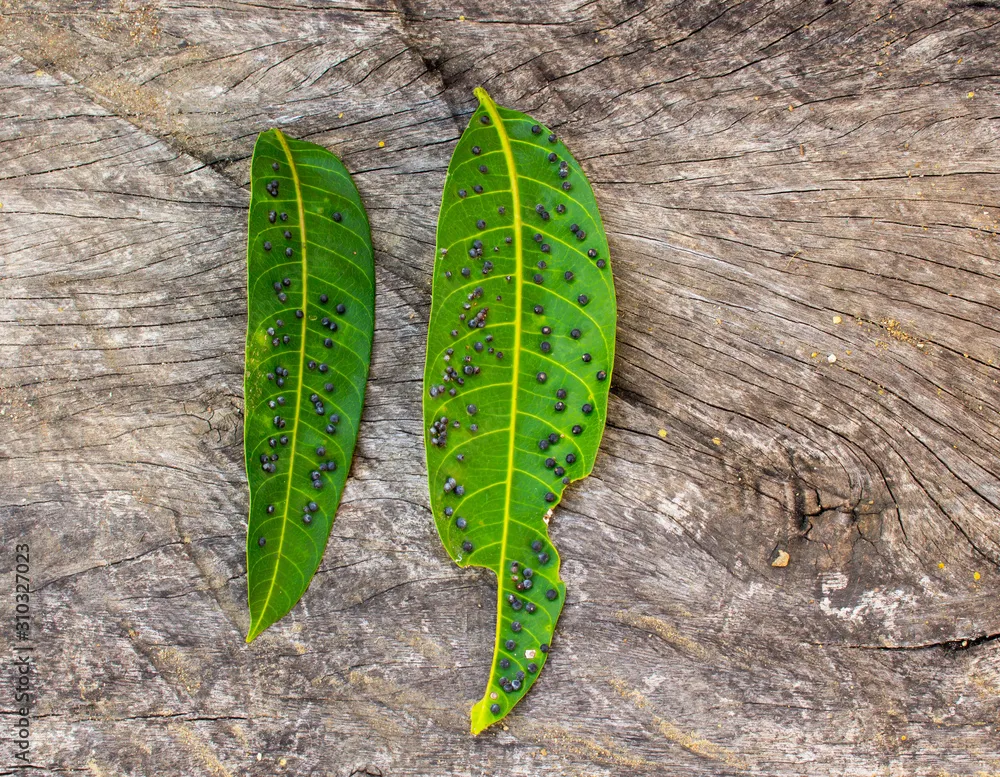 Mango Gall Midge