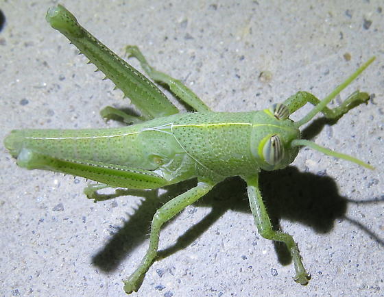 Grasshopper 