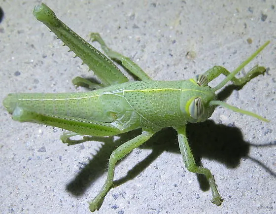 Grasshopper