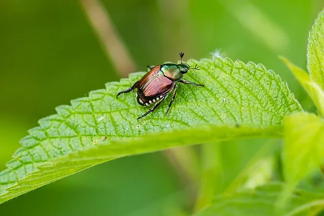 Japanese Beetles