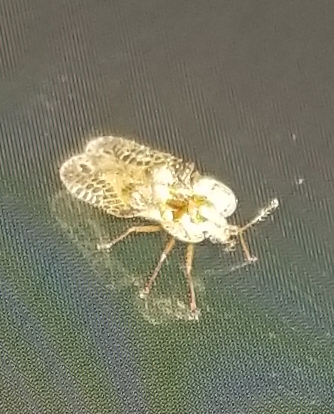 Lace Bug 