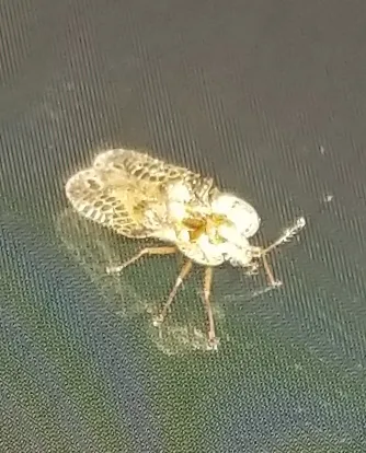 Lace Bug