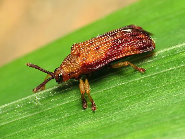 Leaf Miner