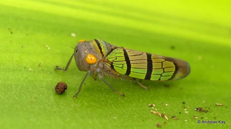 Leafhopper