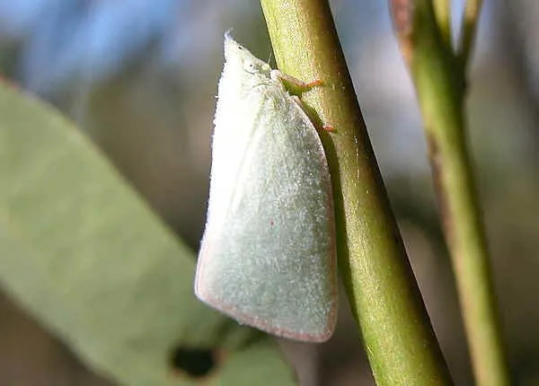 Mango Hopper