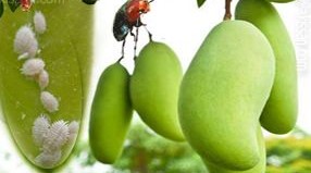 Mango Mealybug