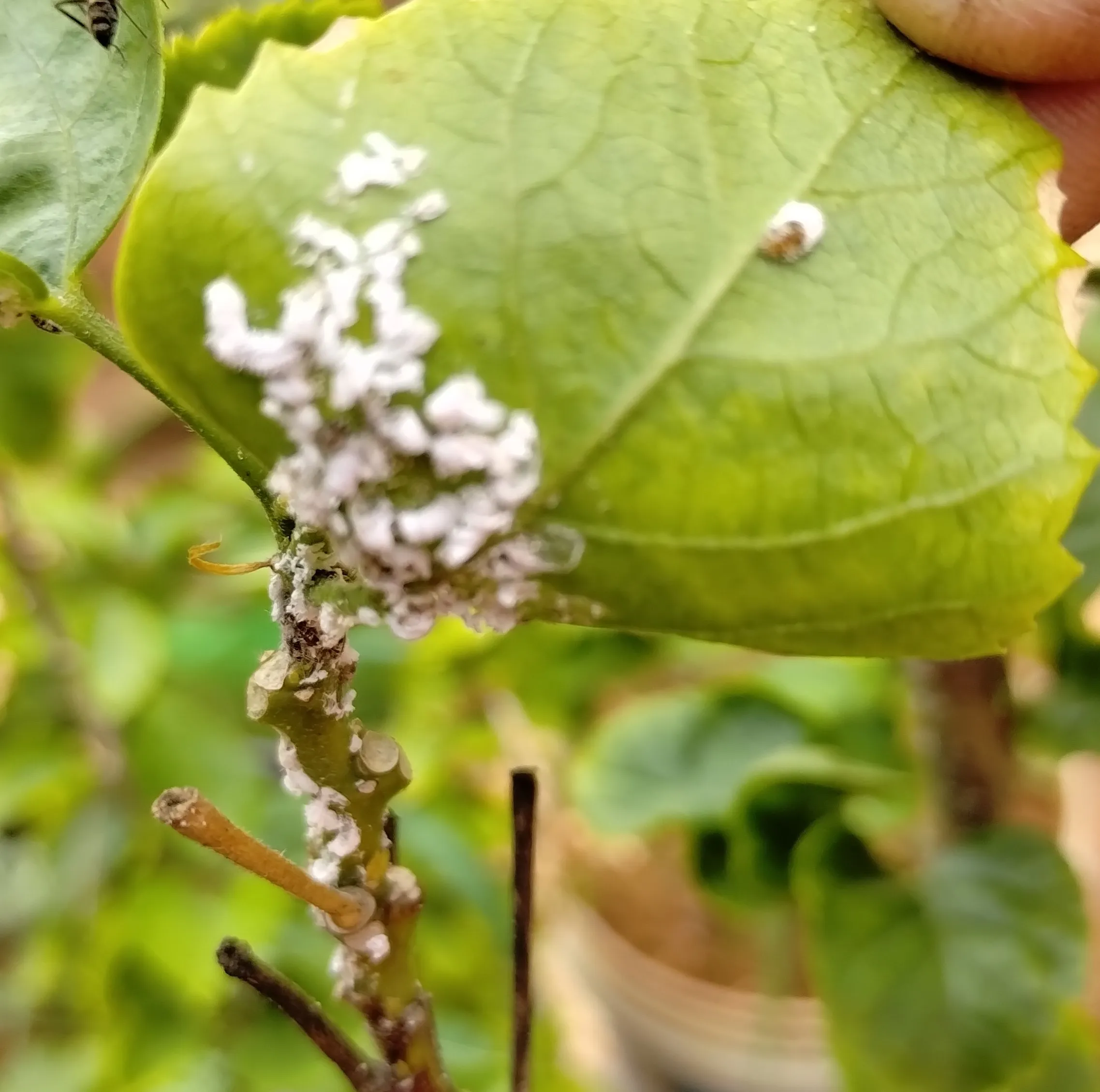 Mealybug
