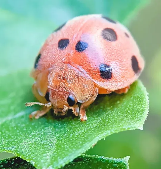Bean Beetle 