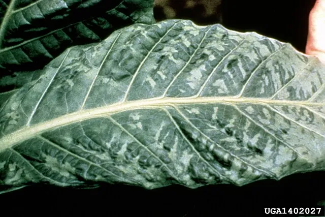 Mosaic Virus