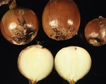 Onion Maggot