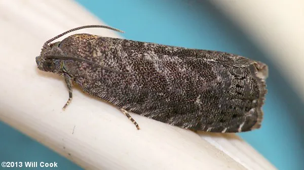 Oriental Fruit Moth