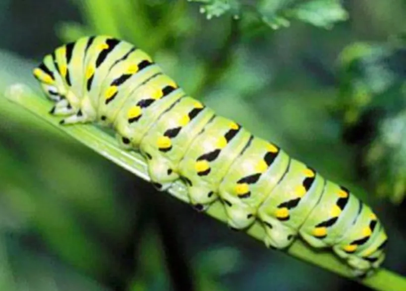 Parsley Worm