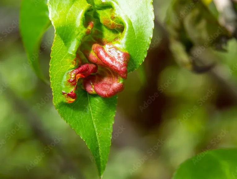 Peach Leaf Curl