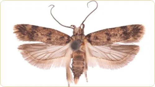 Pink Bollworm