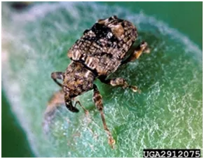 Plum Curculio