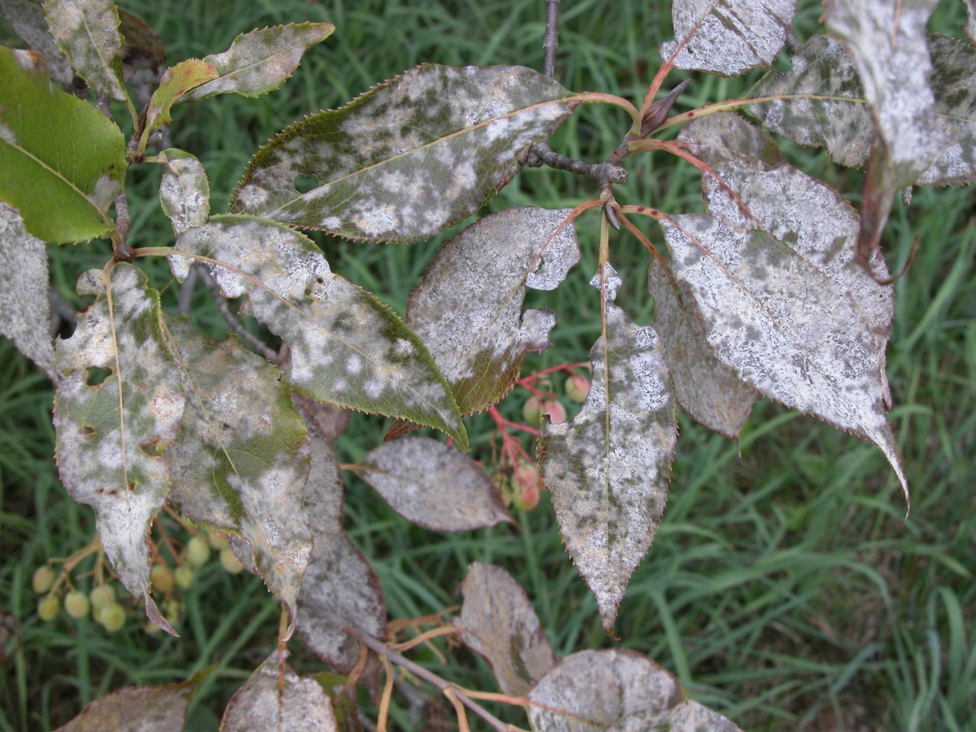 Powdery Mildew