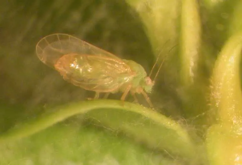Psyllid Pest 