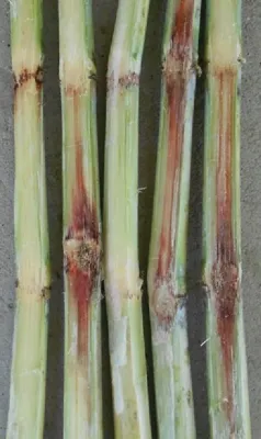 Sugarcane Red Rot on Sugarcane