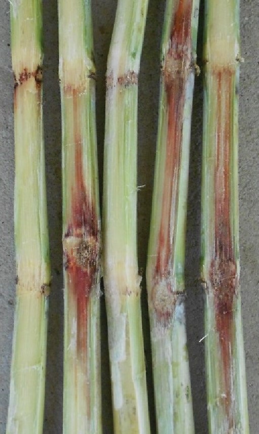 Red Rot (Sugarcane)