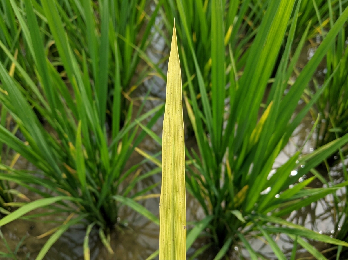 Nitrogen Deficiency
