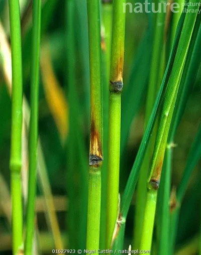 Rice Blast on Rice (Paddy)