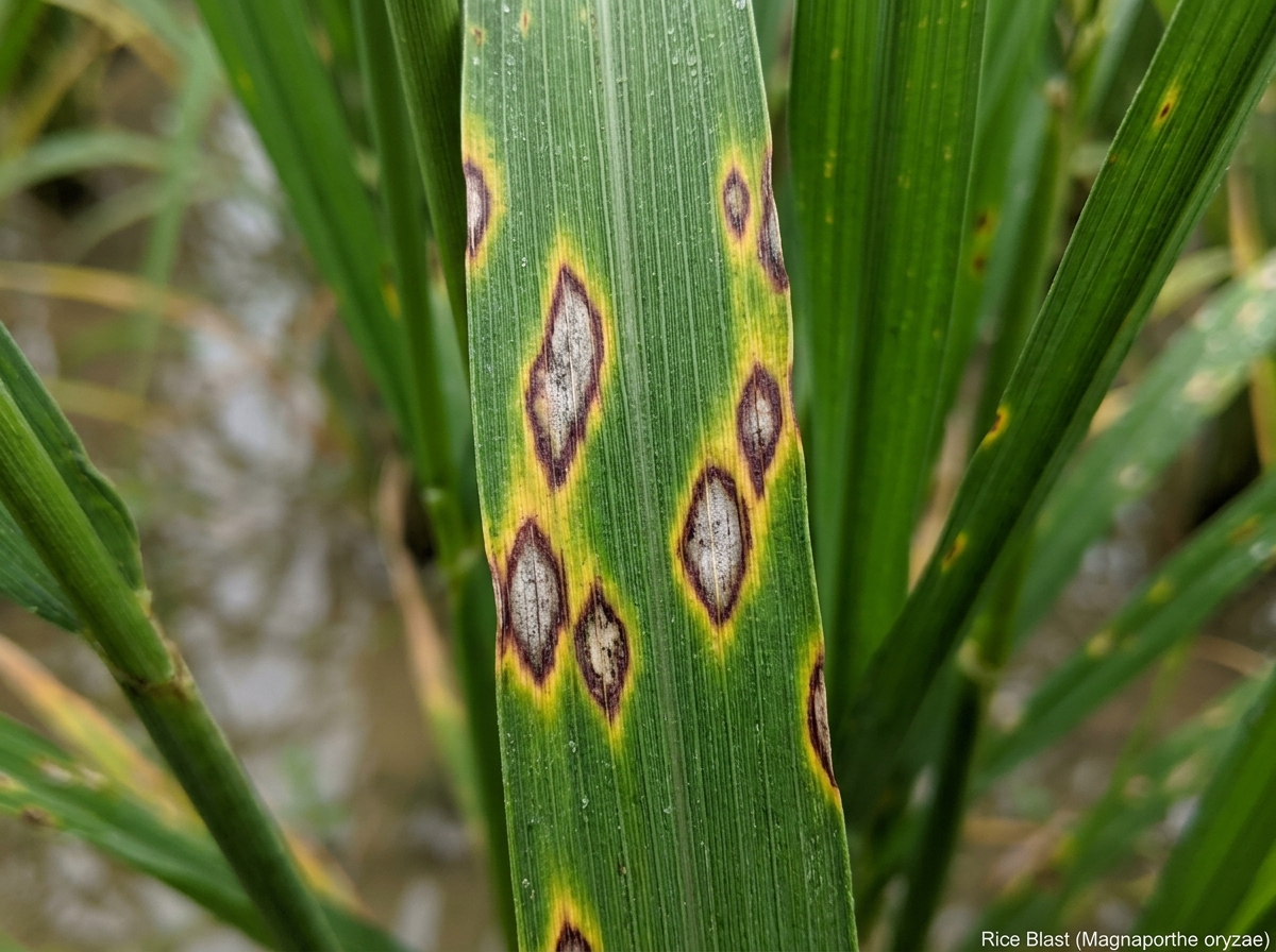 Rice Blast Lesions