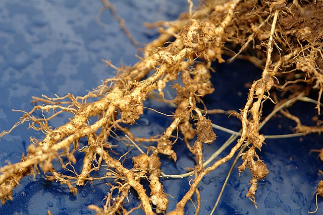 Root-Knot Nematode