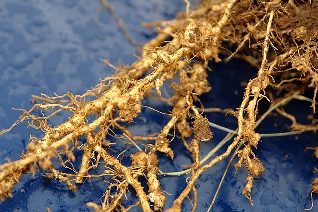 Root Nematode