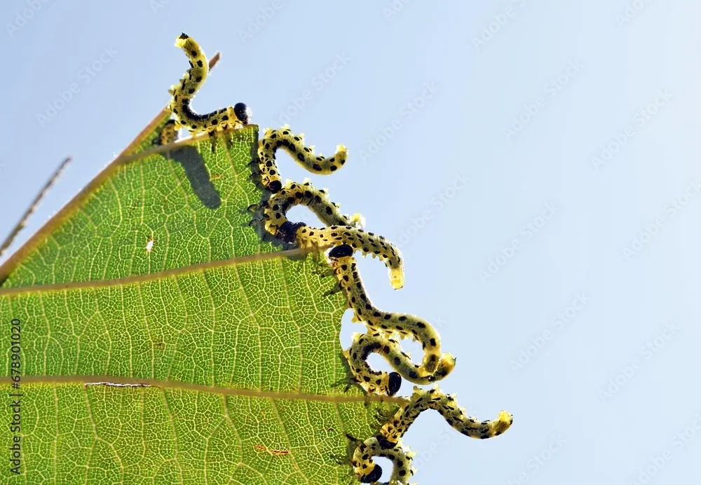 Sawfly Larvae