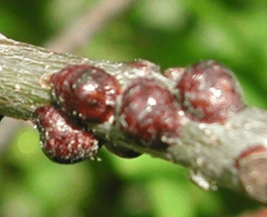 Scale Insect