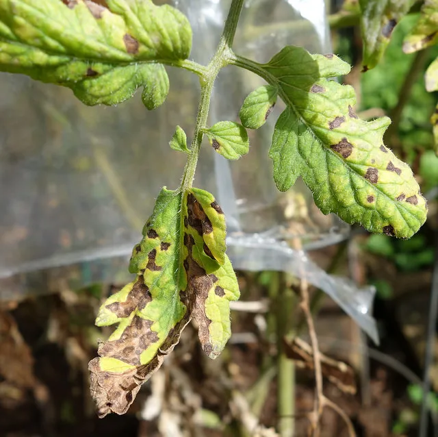 Septoria Leaf Spot